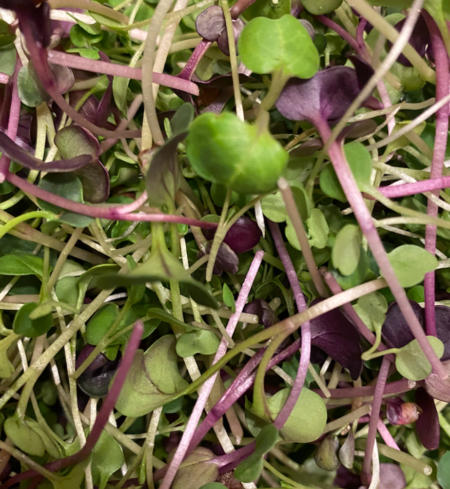 Microgreens Mix, Spicy