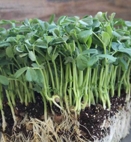 Microgreens, Pea Shoots