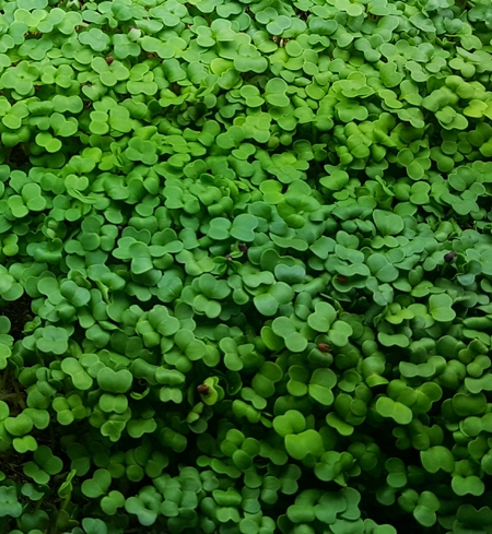 Microgreens - Broccoli