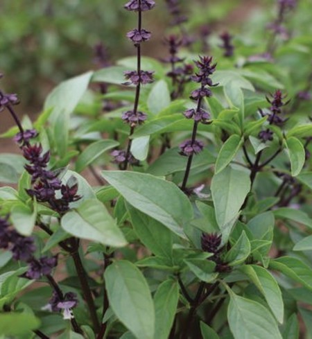 Thai Basil