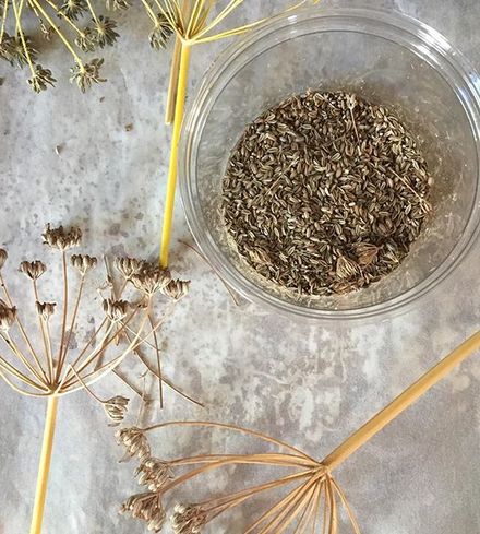 Dried Fennel Seeds