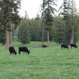 Silver Creek Angus