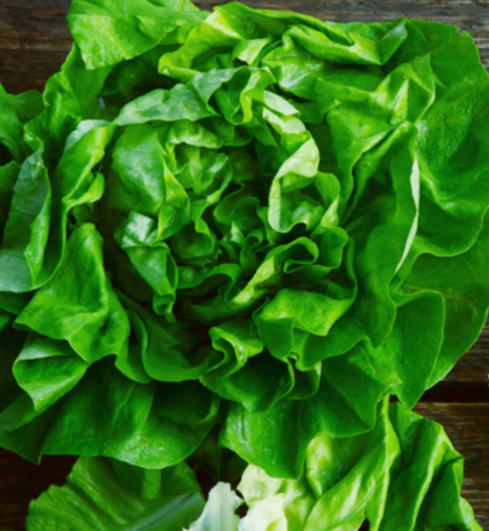 Lettuce, Butterhead
