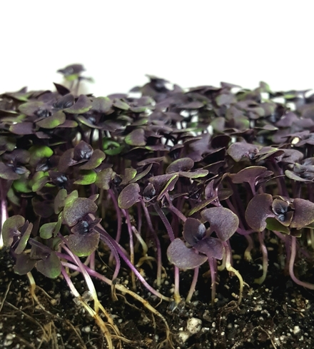 Basil (Red) Microgreens