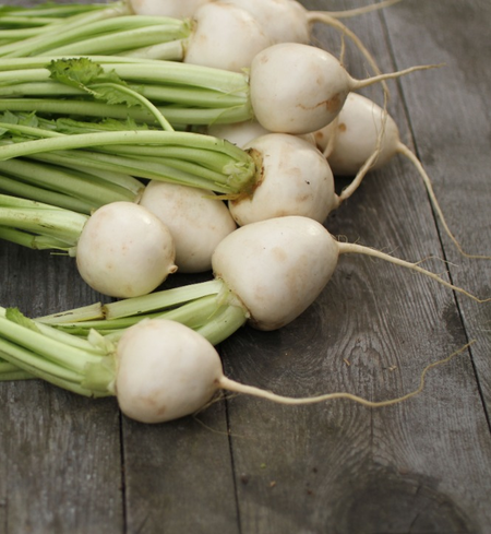 Turnips, Hakurei