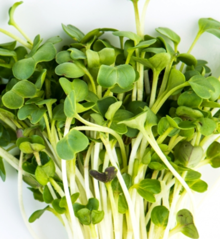 Microgreens, Radish - Daikon