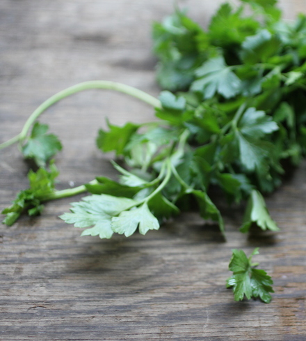 Fresh Organic Cilantro