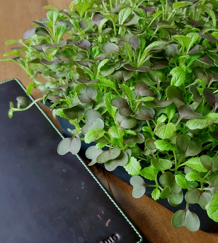 Longevity Mix Microgreens
