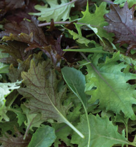 Kale, Baby Mixed