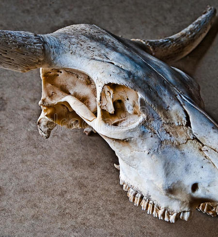 Scottish Highland skulls
