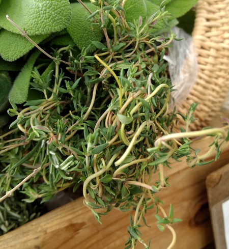 Thyme