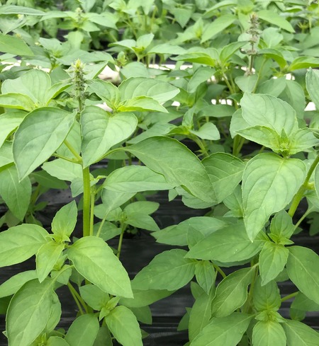 Basil - Lemon