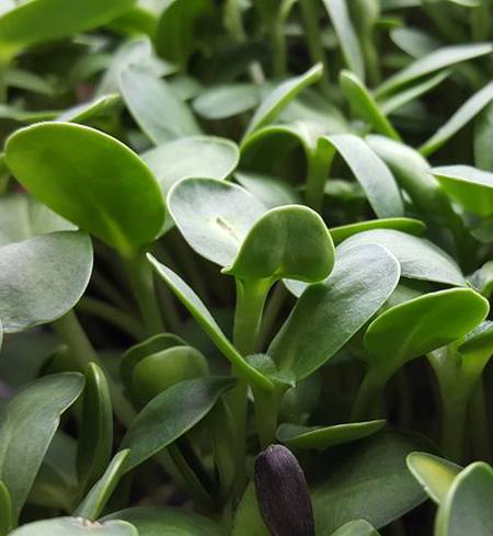 Sunflower Microgreens