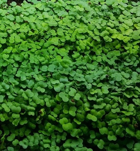 Microgreens - Kale