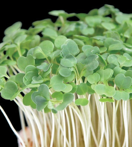 Organic Micro Arugula
