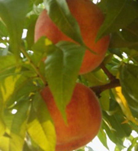 Red Haven Peaches