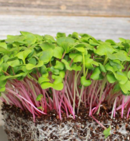 Microgreens, Radish - Triton