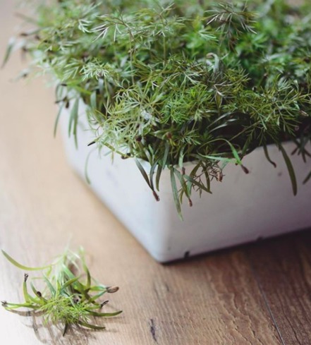 Fennel, Bronze Microgreens