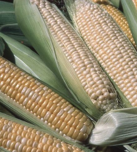 Fresh Corn