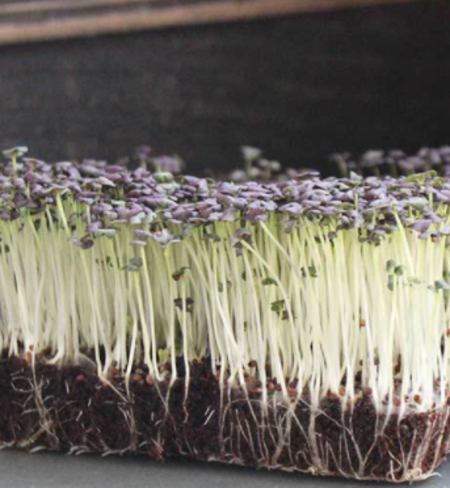 Microgreens, Mizuna - Red