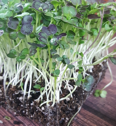 Organic Microgreens CSA