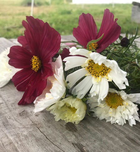 cosmos