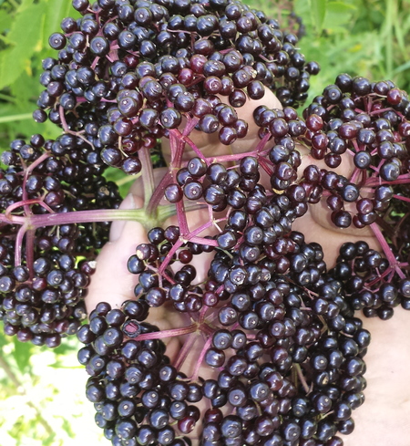 Fresh frozen Elderberries