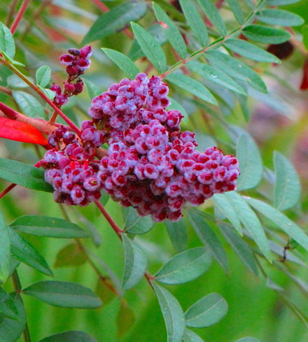 Sumac (spice)