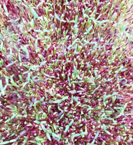 Microgreens - Amaranth