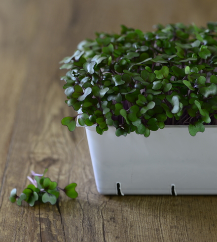 Cabbage (Red) Microgreens