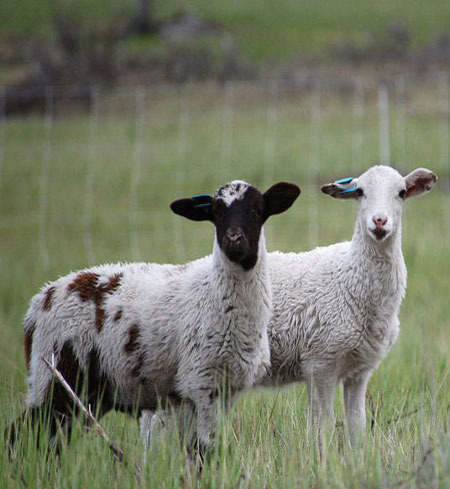Whole Katahdin Lamb