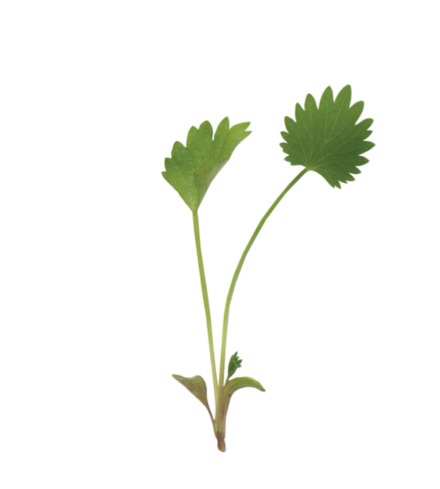 Anise (True Leaf) Micros