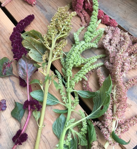 amaranth