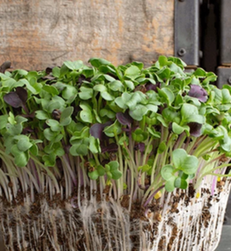 Microgreen Mix, Radish Medley