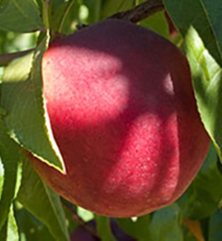 Red Gold Nectarines