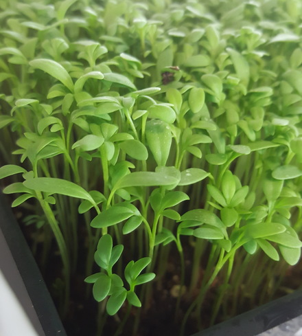 Cress Microgreens