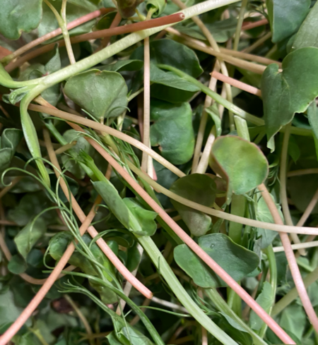 Microgreen Mix, Mild