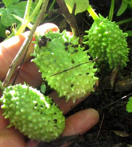 Burr Cucumbers