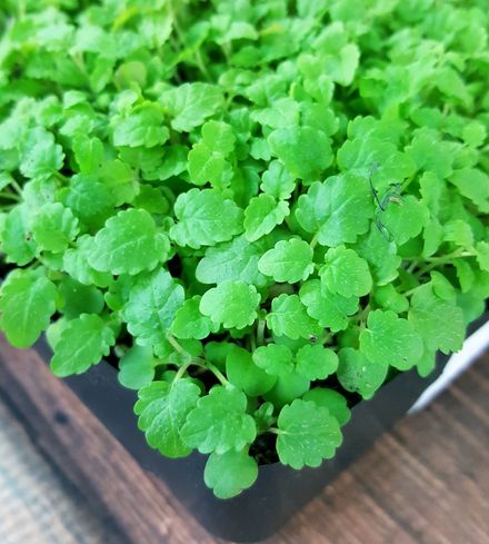 Lemon Balm Microgreens