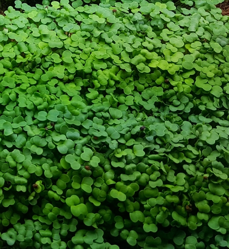 Microgreens - Spicy Salad