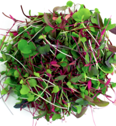 Microgreen Mix, Rainbow