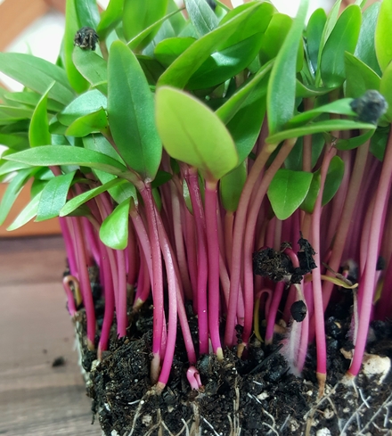 Red Malabar Spinach