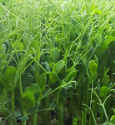 Pea Shoots