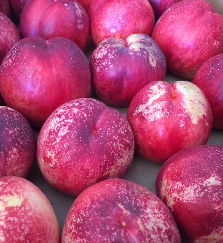 Nectarine, Crim. Snow