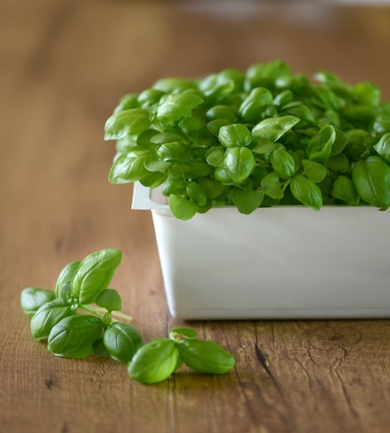Basil Microgreens
