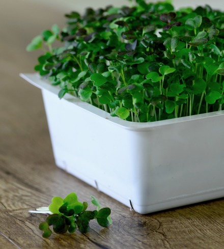 Spicy Mix Microgreens