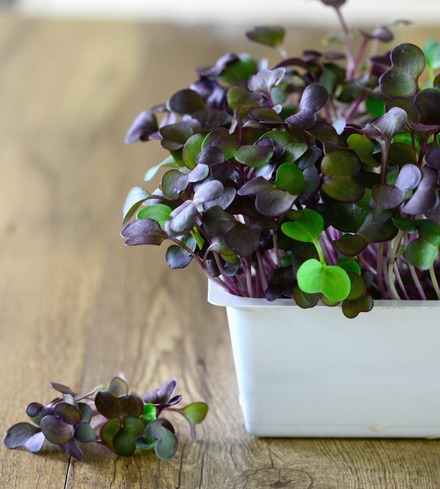Radish, Purple Microgreens