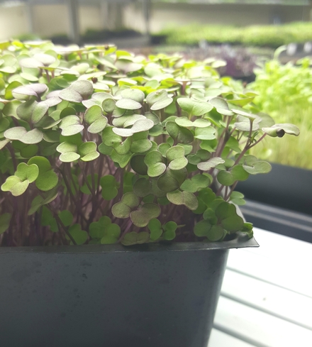 Kale (Red) Microgreens