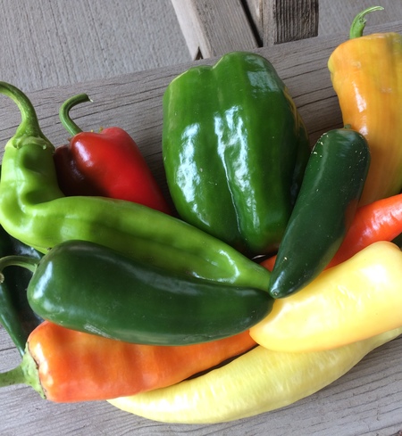 Peppers, Large Mild