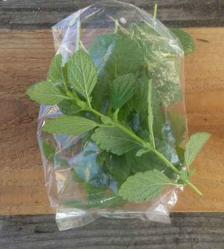 Organic Lemon Balm